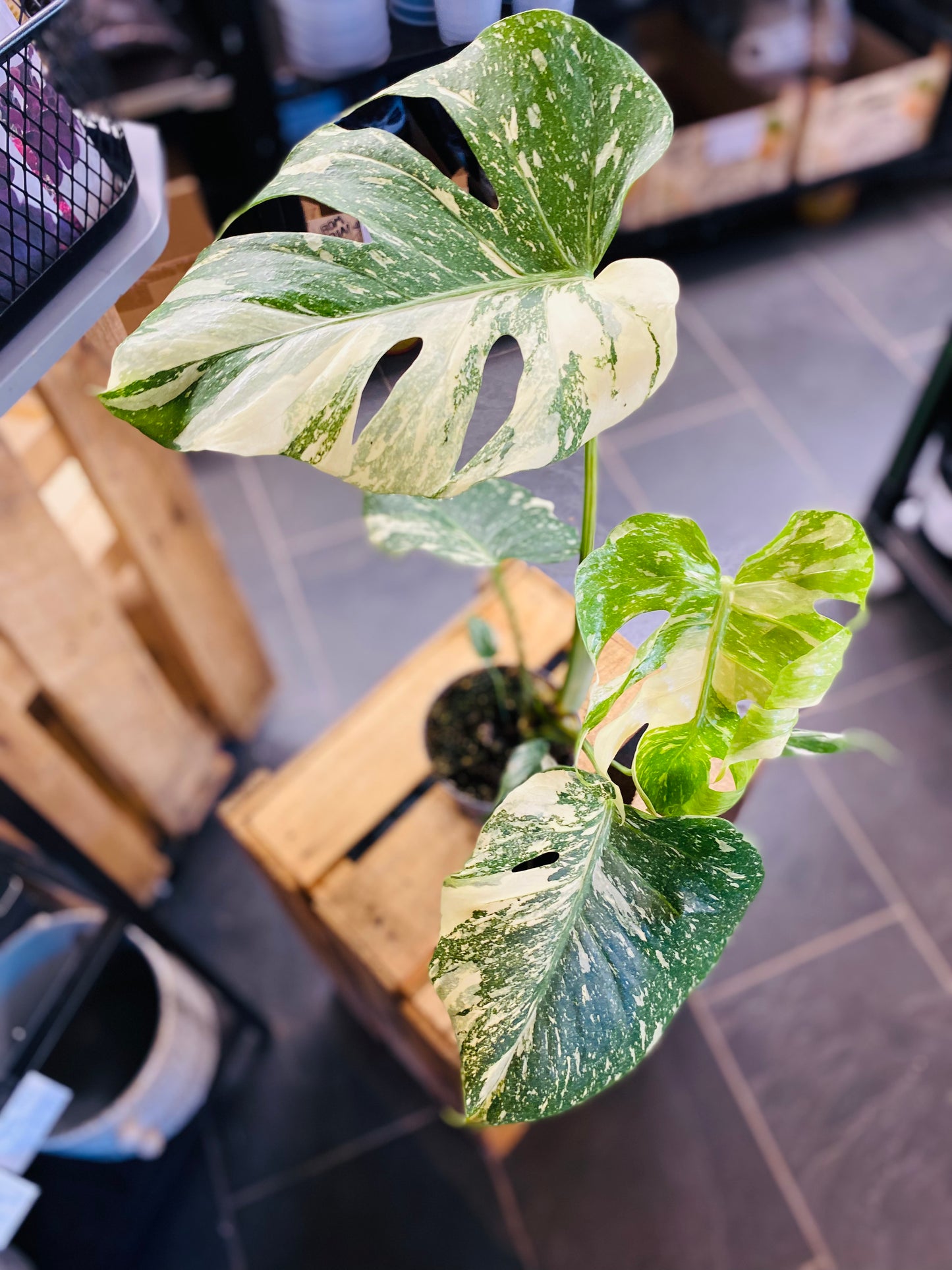 Monstera Thai Constellation - 12 cm potte