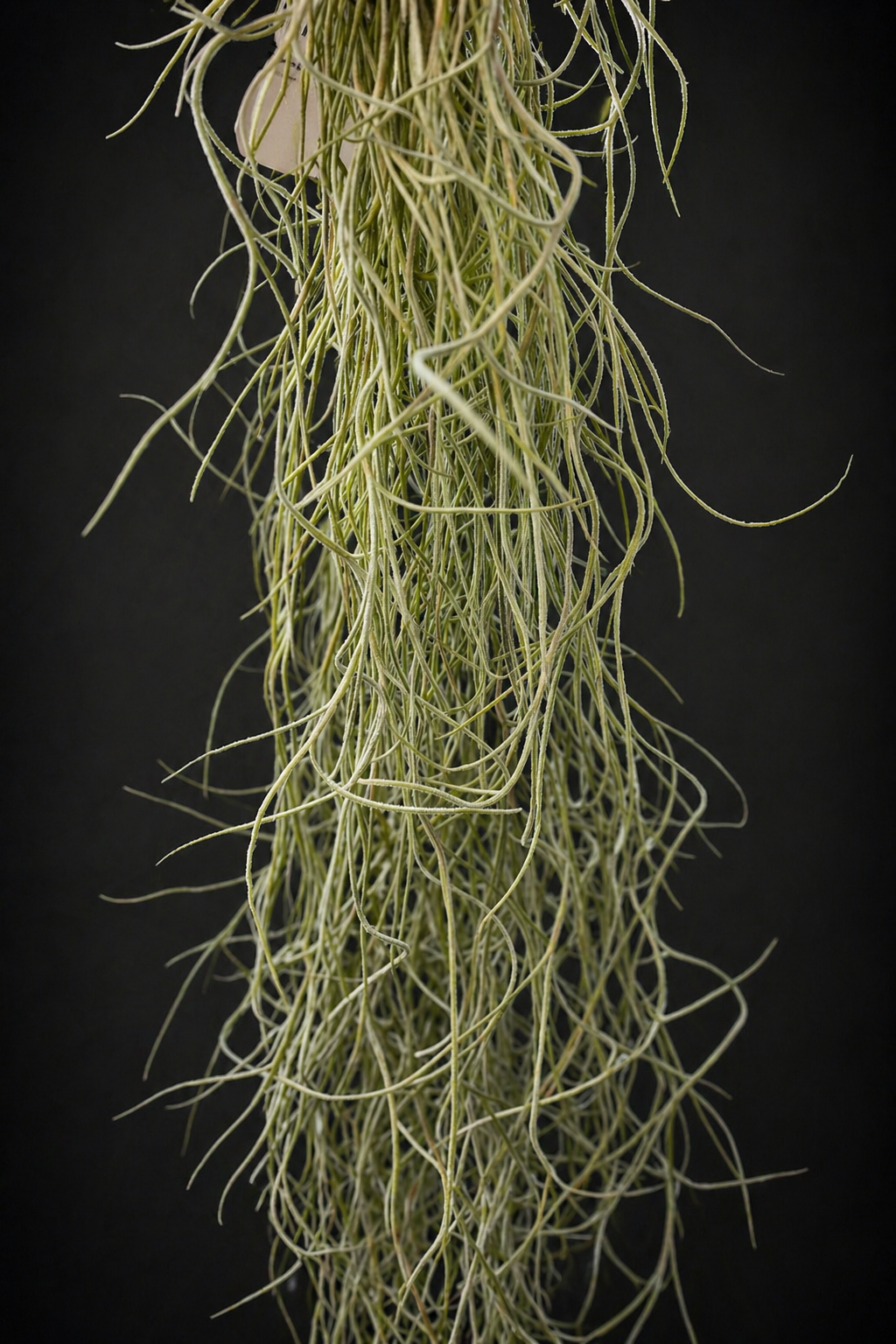 Tillandsia Usneoides