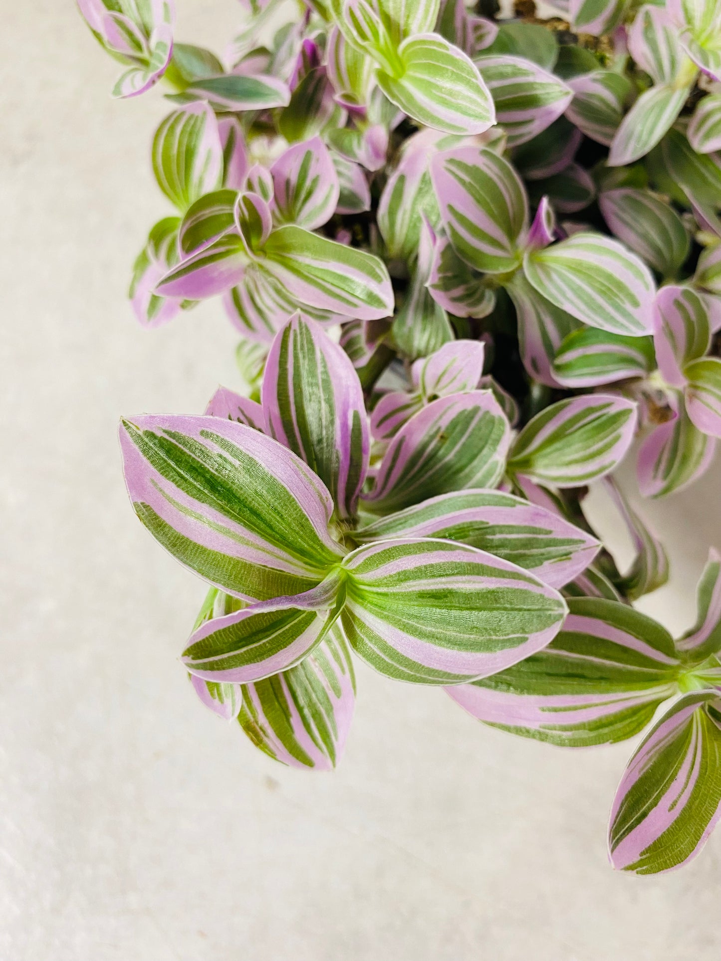 Tradescantia Sweetness