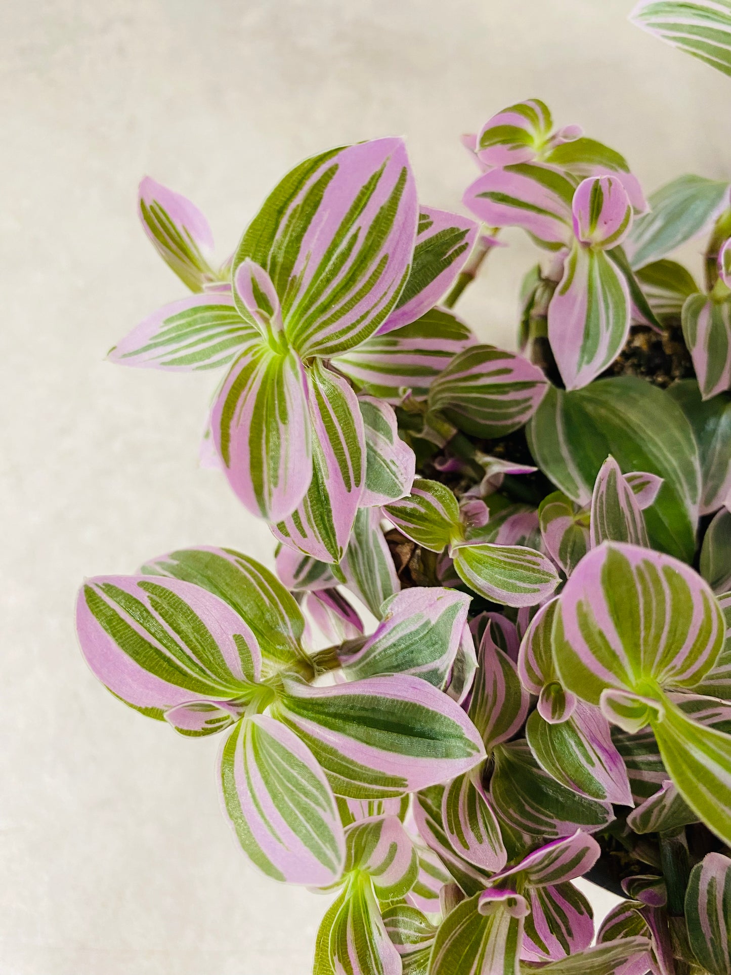 Tradescantia Sweetness