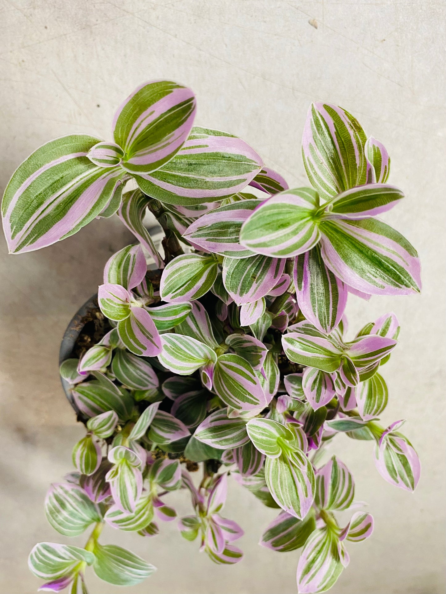 Tradescantia Sweetness