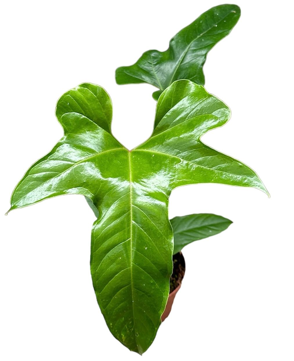 Anthurium Pedatum