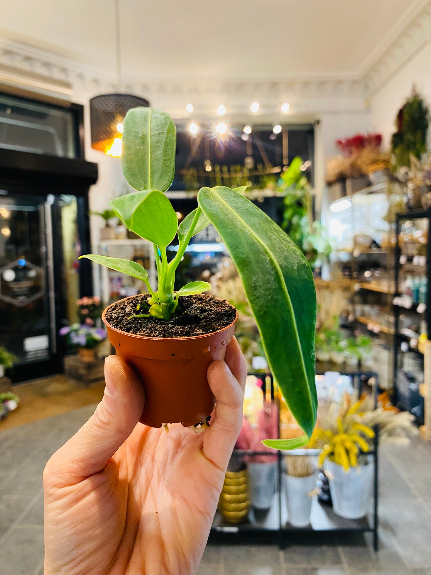 Anthurium Warocqueanum - 5 cm potte