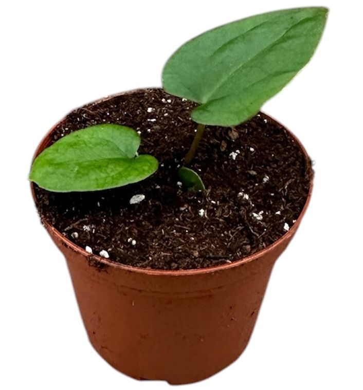 Anthurium Ace of Spades x Dressleri