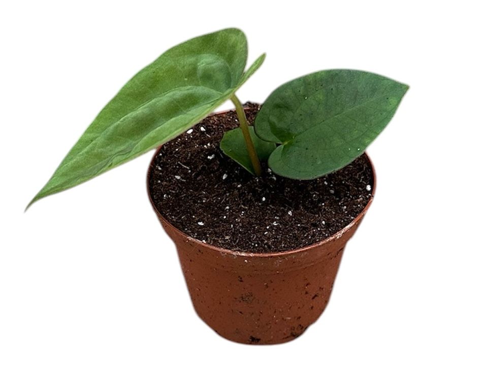 Anthurium Papillilaminum x Dressleri
