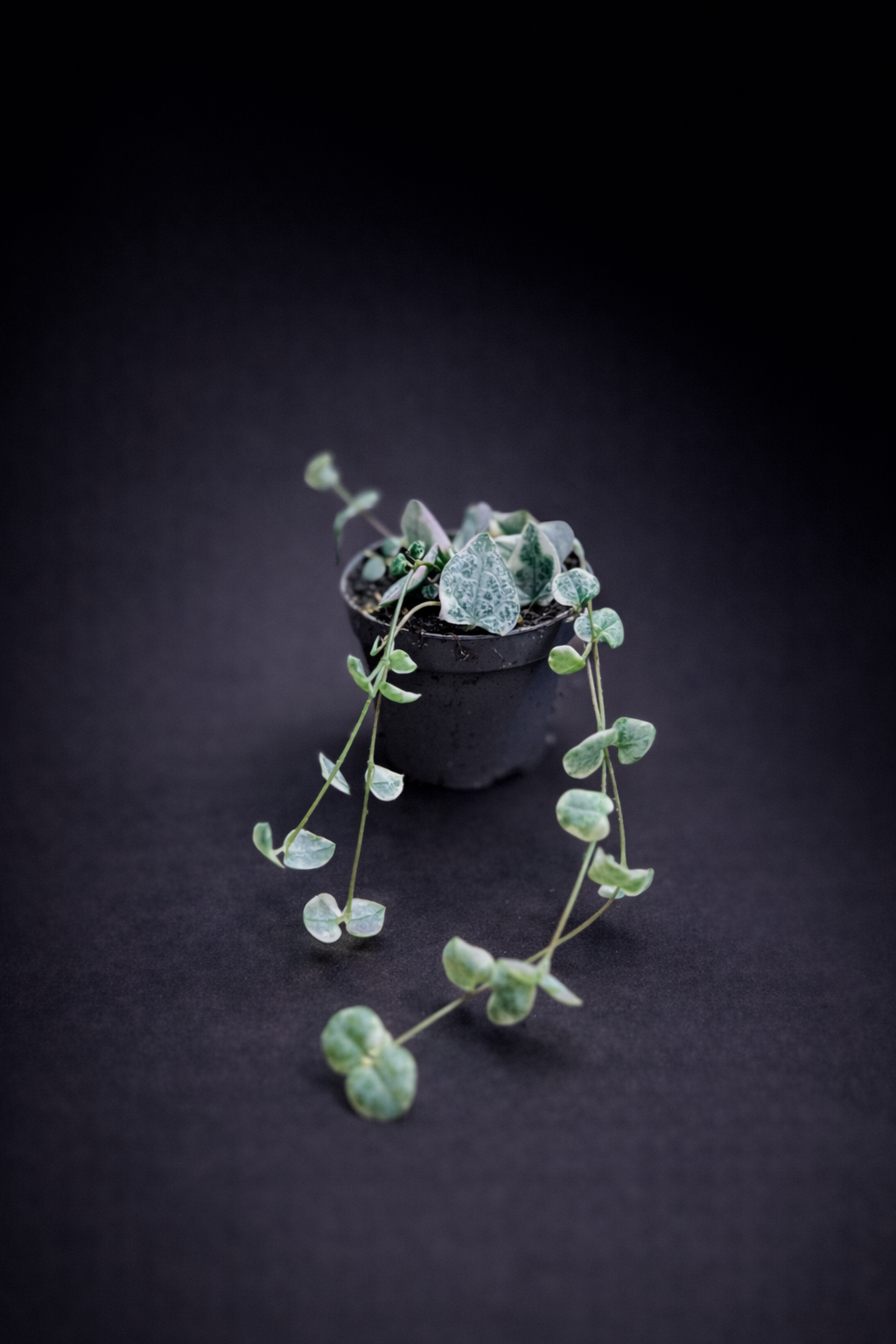 Ceropegia Woodii Variegata - Strings of Hearts