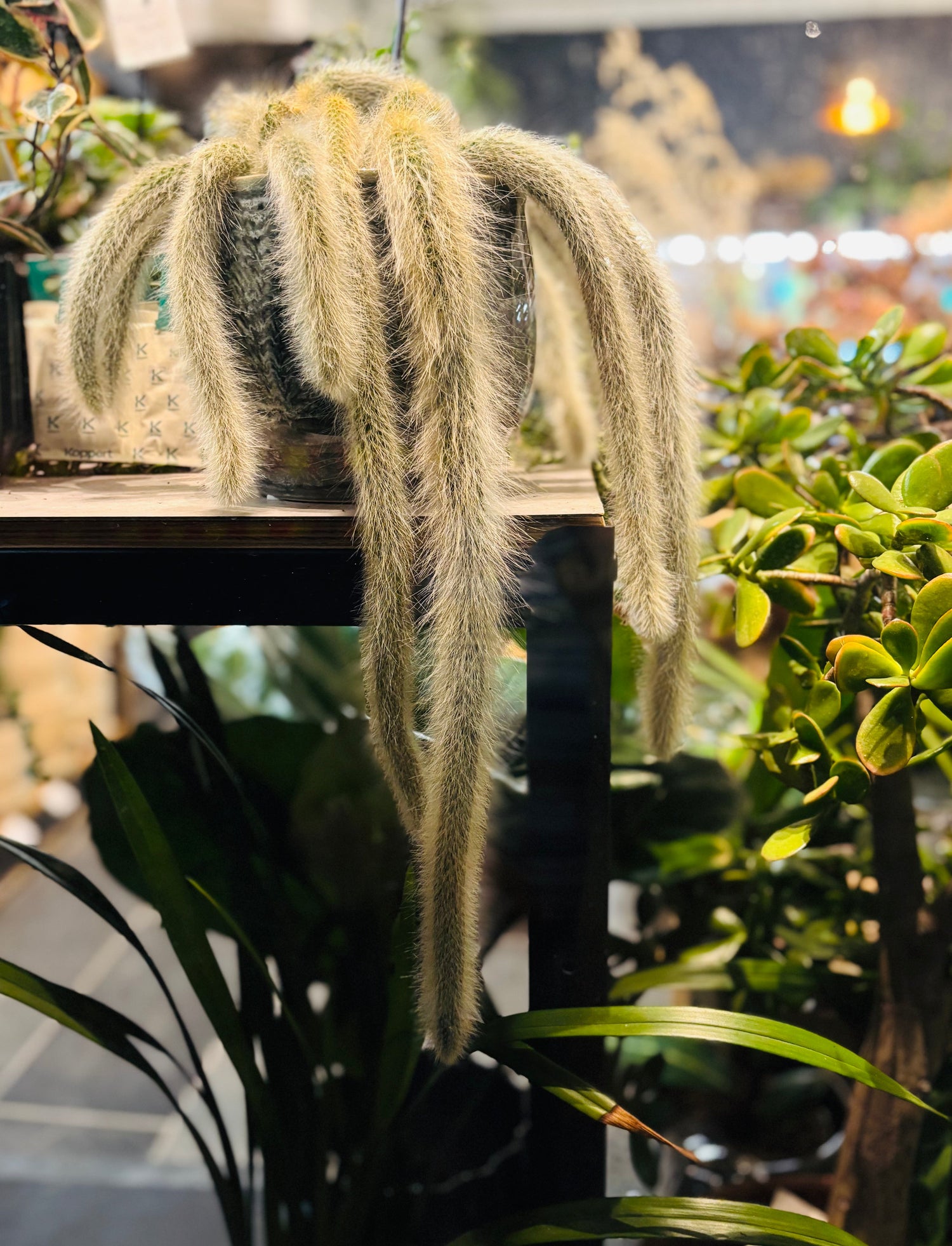 Kaktuser & Sukkulenter