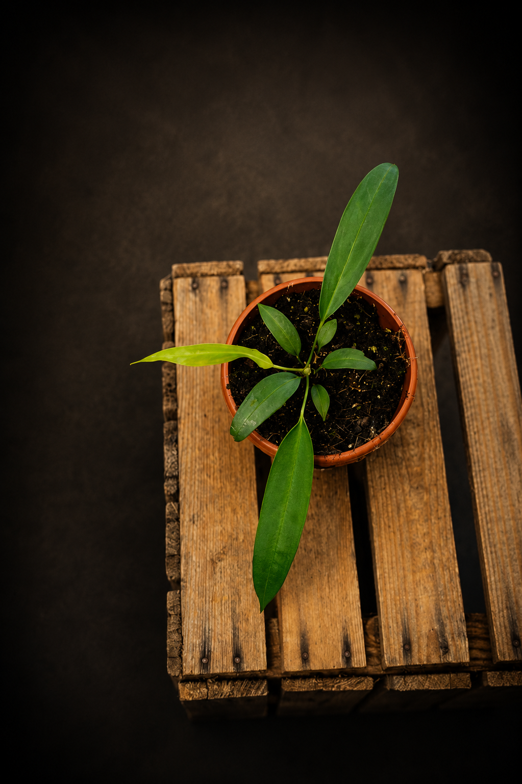 Anthurium Wendlingeri