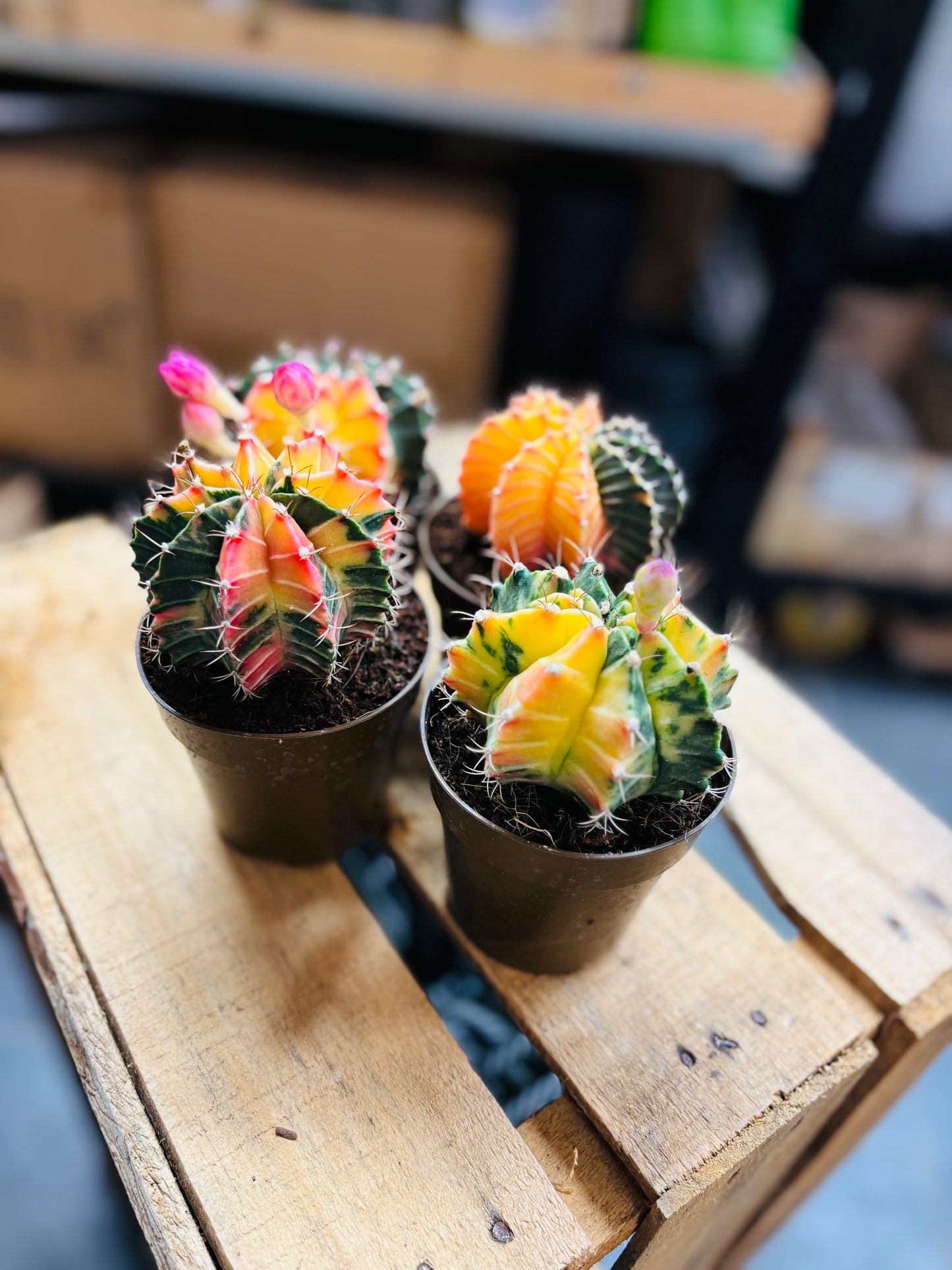 Gymnocalycium Mihanovichii Variegata