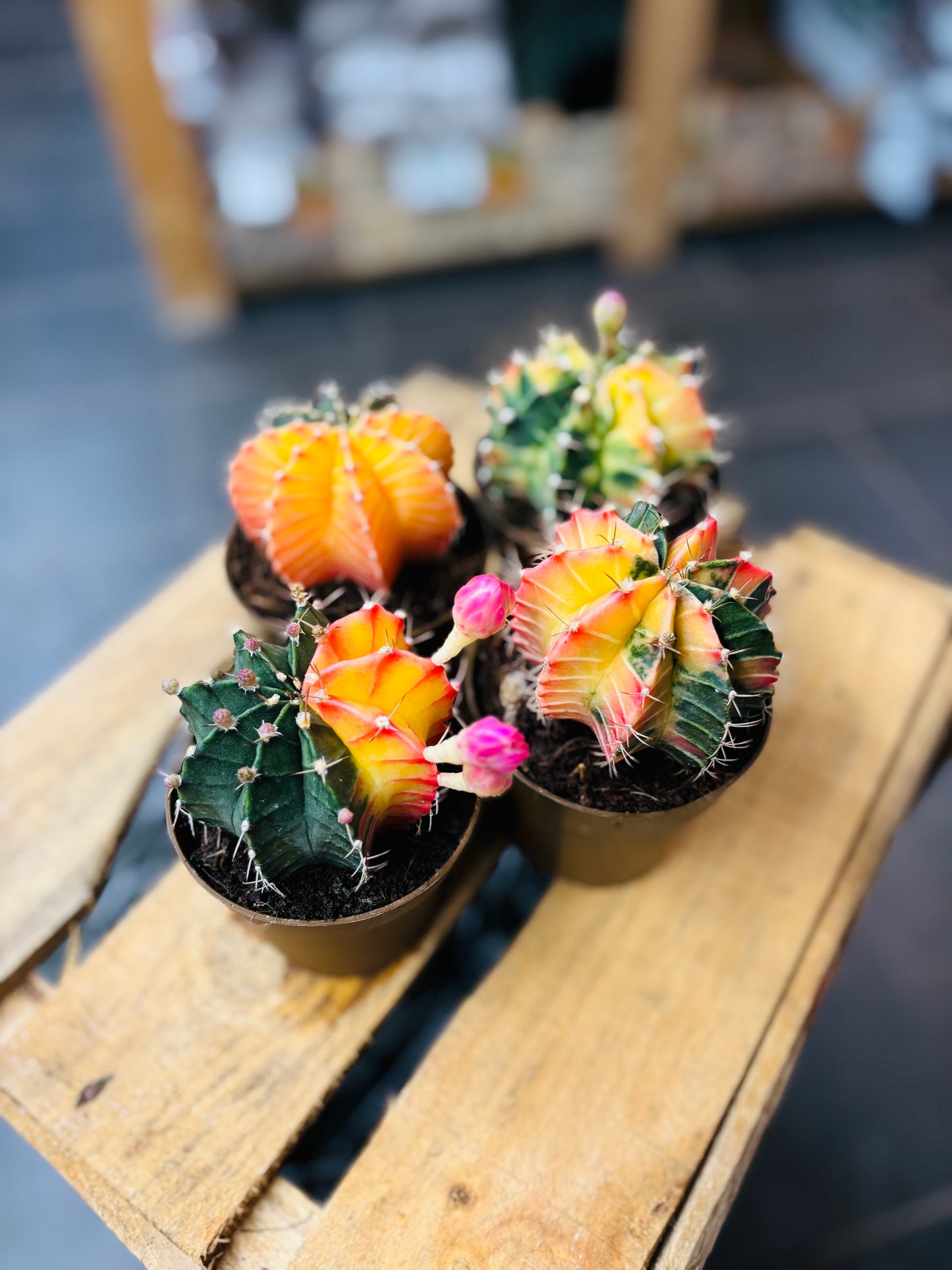 Gymnocalycium Mihanovichii Variegata