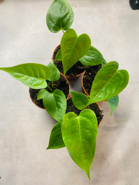Anthurium Veitchii