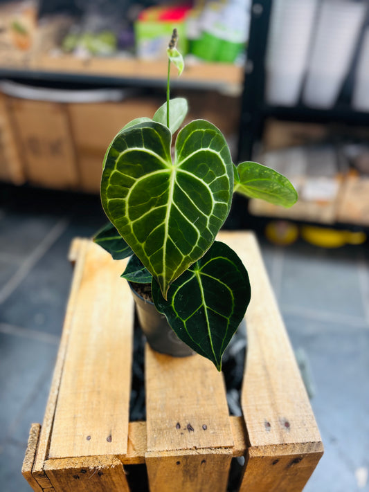 Anthurium Clarinervium