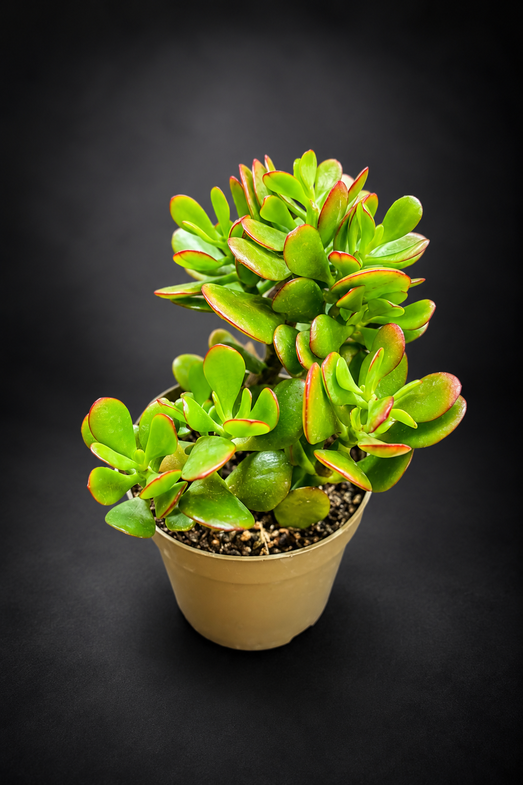 Crassula Ovata Sunset