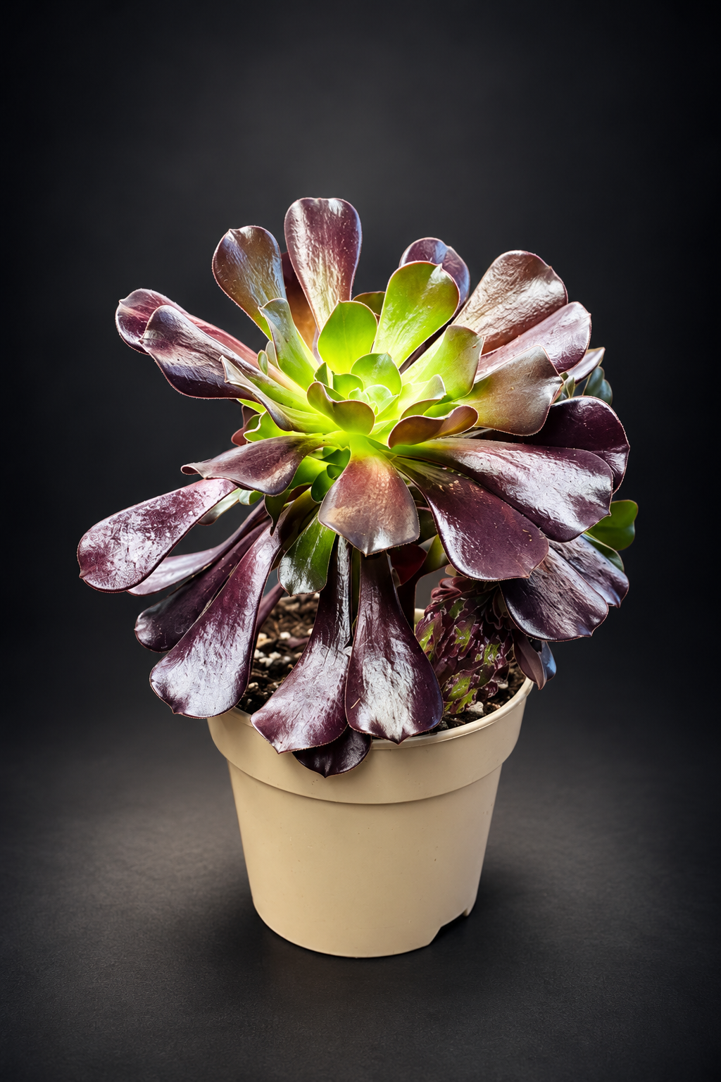 Aeonium Arboreum Velour