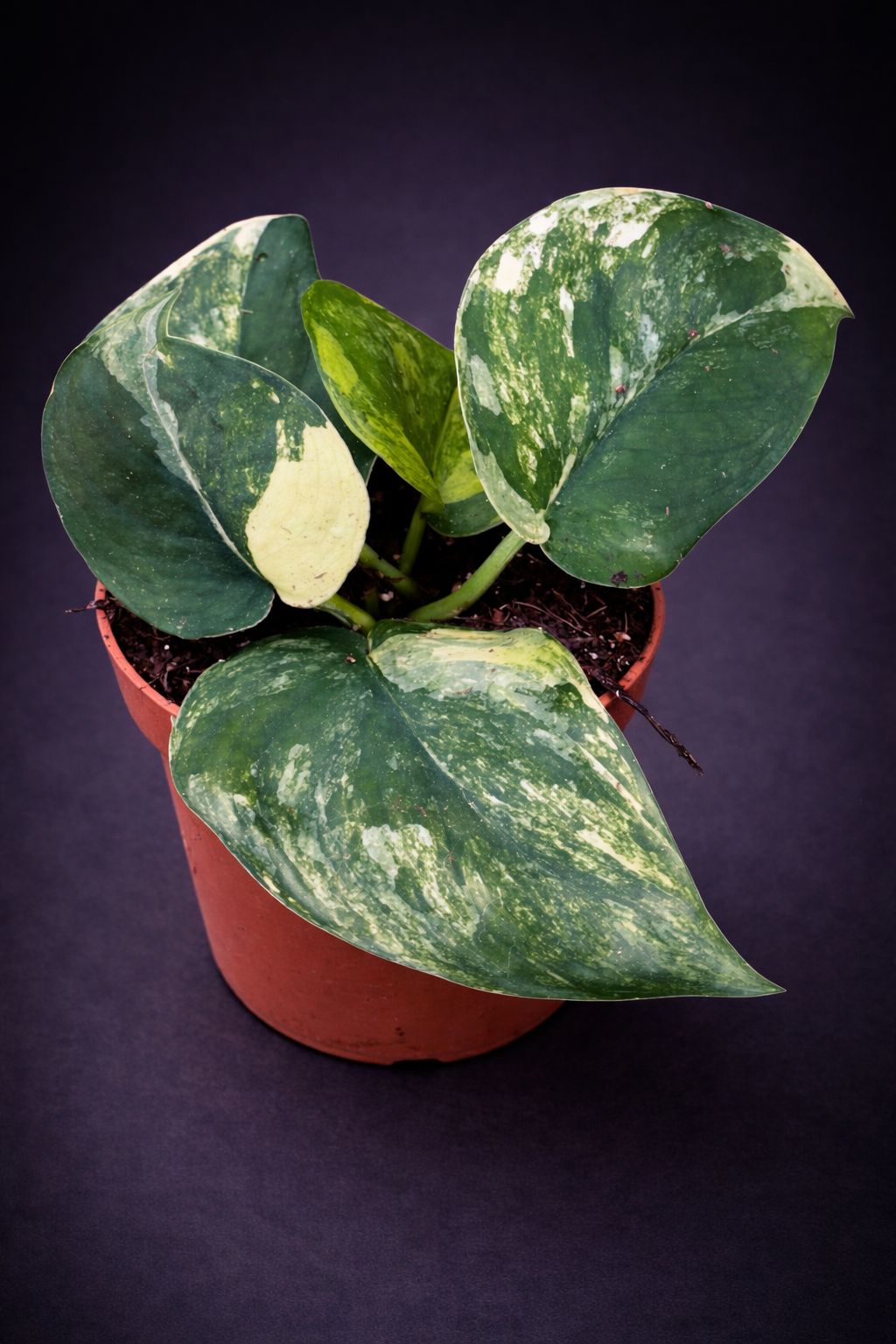 Scindapsus Jade Satin Aurea