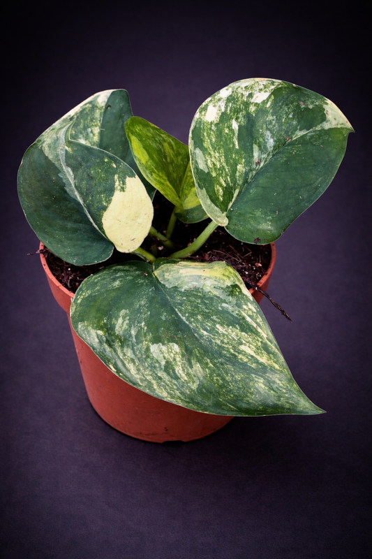 Scindapsus Jade Satin Aurea