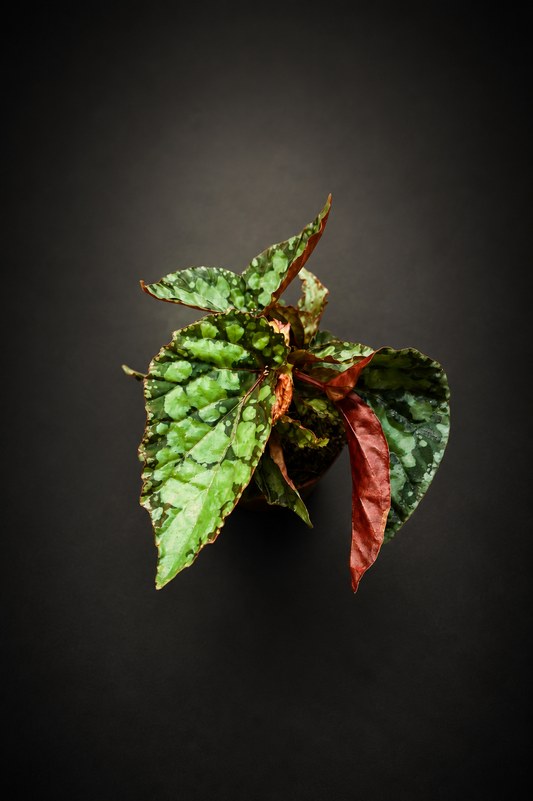 Begonia Lucifer