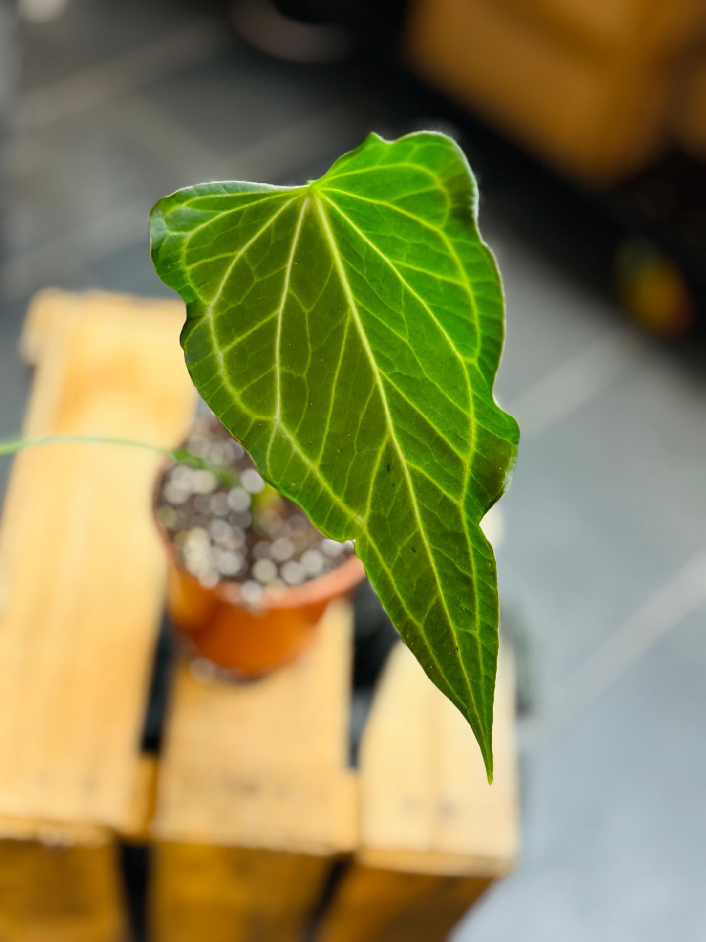 Anthurium Delta Force