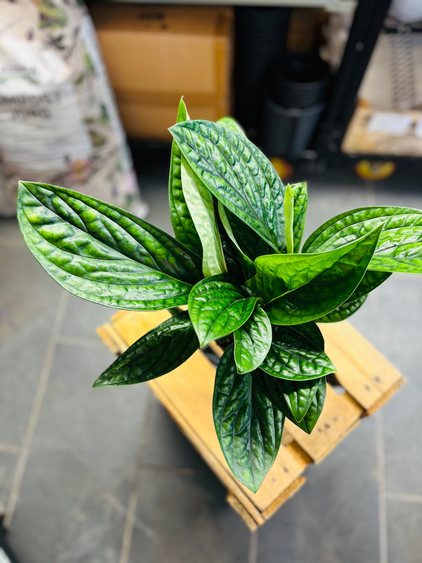 Monstera Peru
