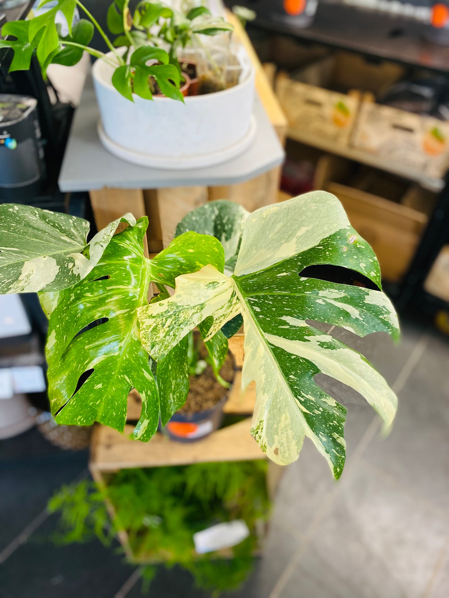 Monstera Thai Constellation - 50 cm høy - 5