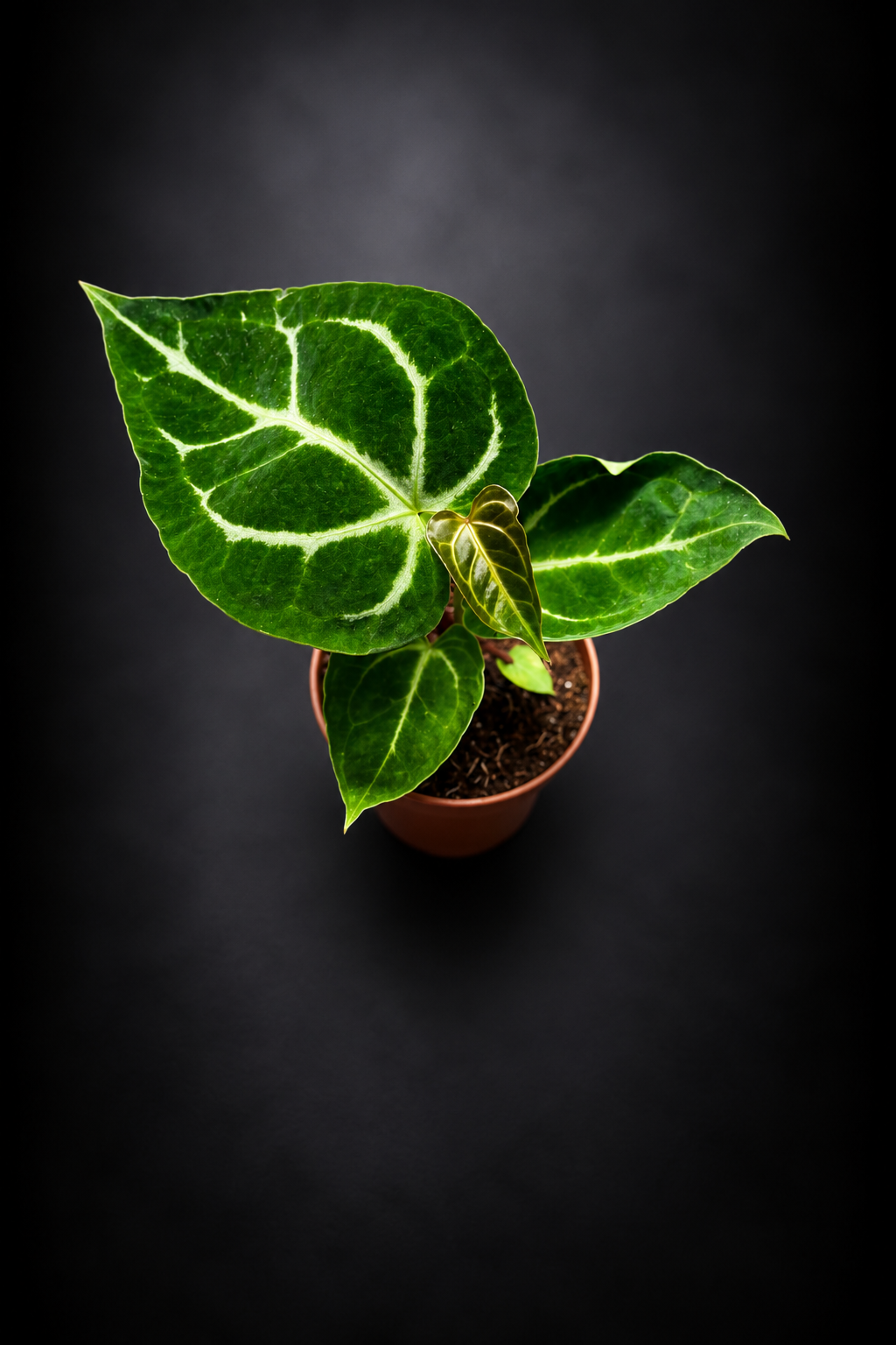 Anthurium Crystallinum