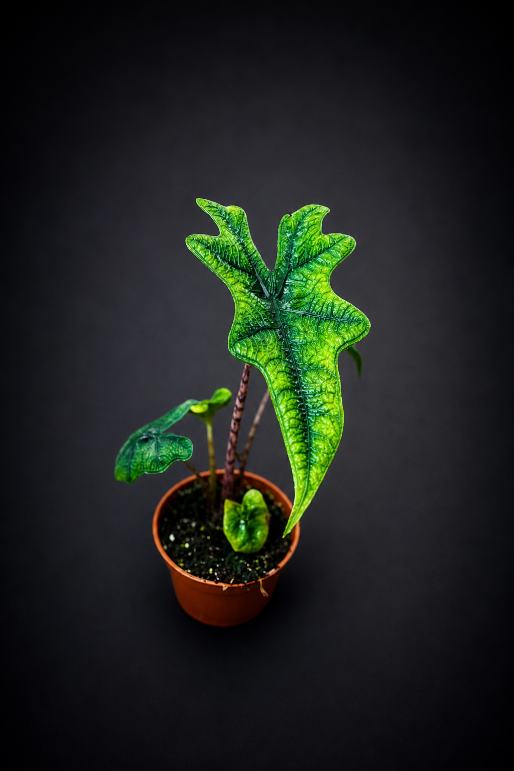 Alocasia Jacklyn
