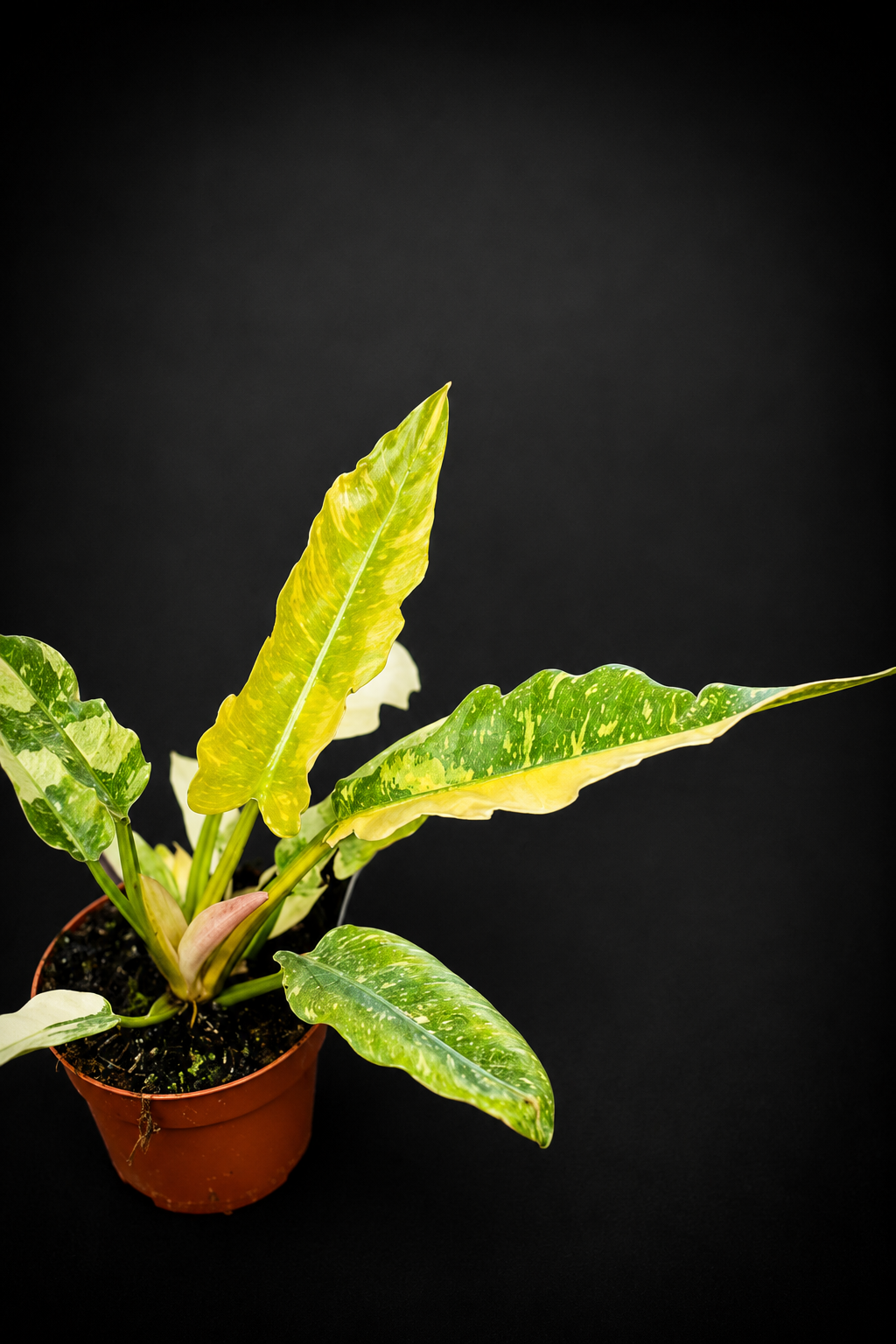 Philodendron Ring of Fire