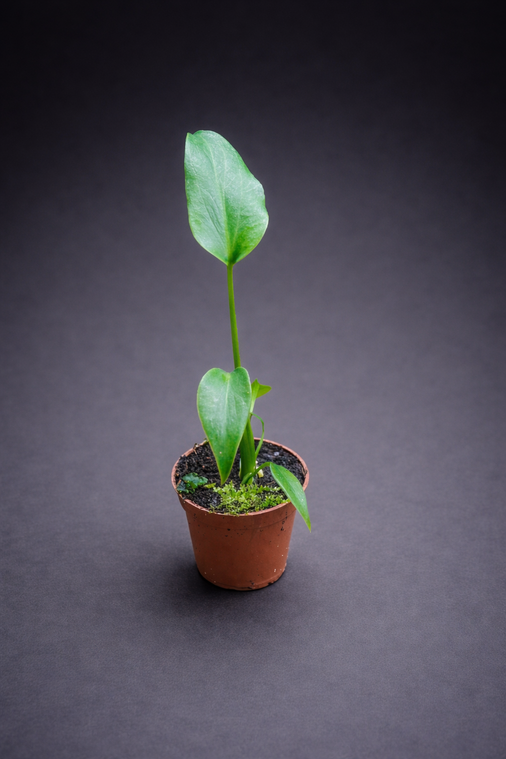 Monstera Burle Marx Flame