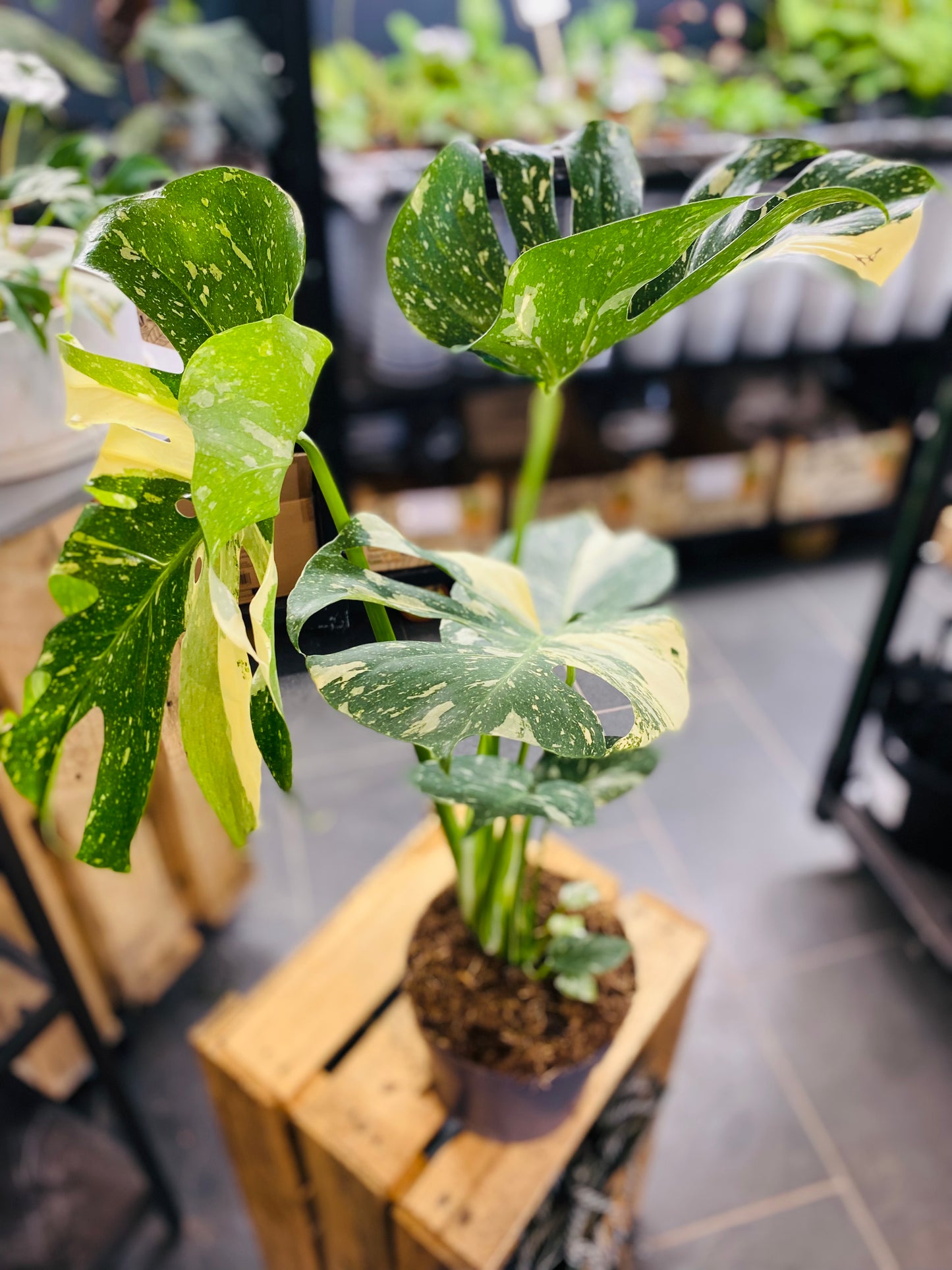 Monstera Thai Constellation - 50 cm høy - 3