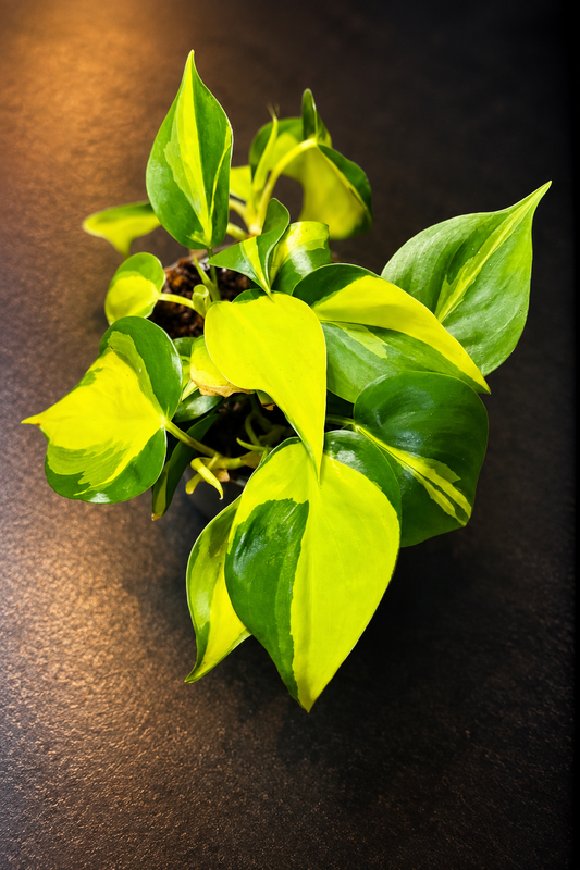 Philodendron Hederaceum Brasil
