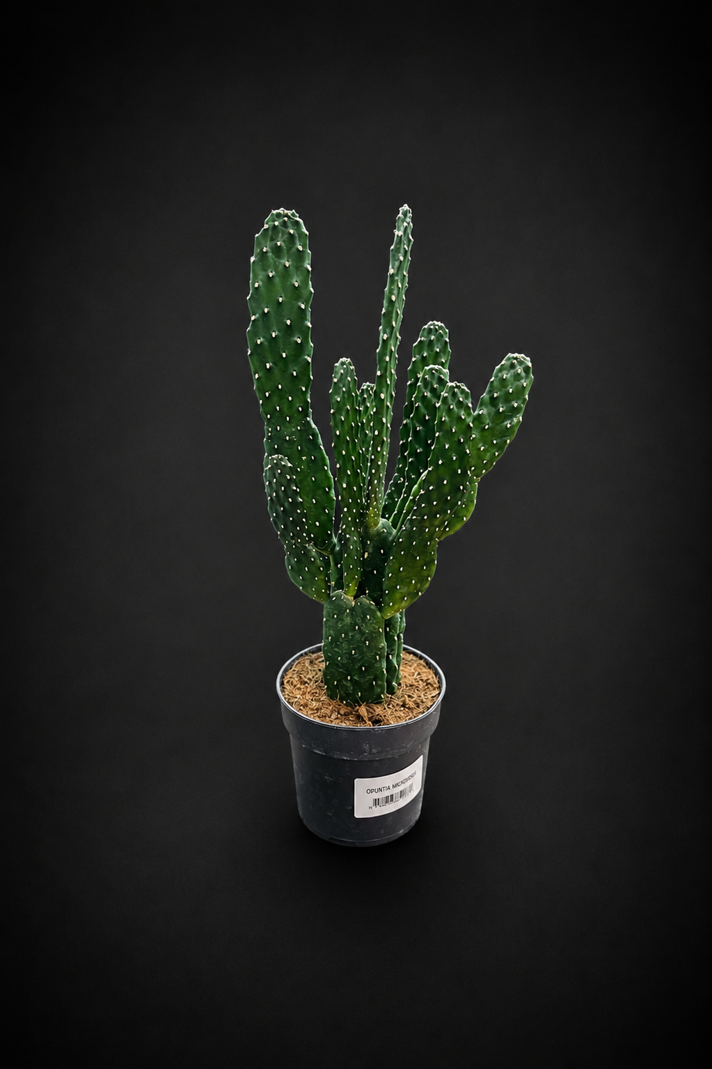 Opuntia Consolea Rubescens