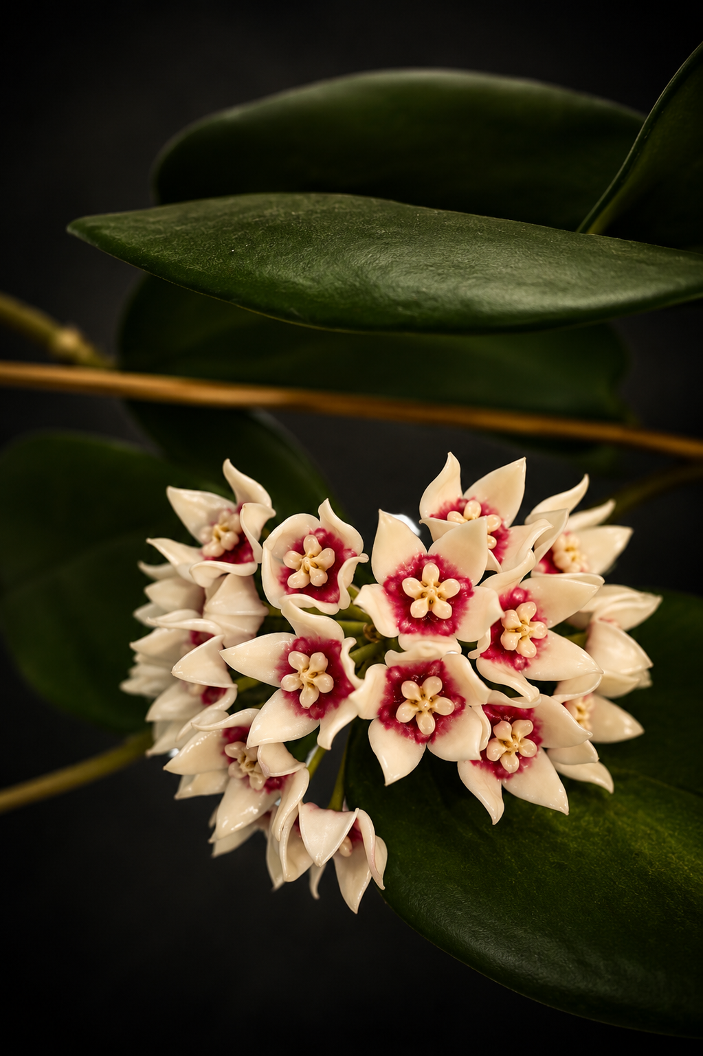 Hoya Calycina Stargazer