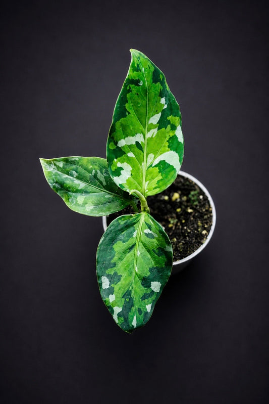 Aglaonema Pictum Tricolor