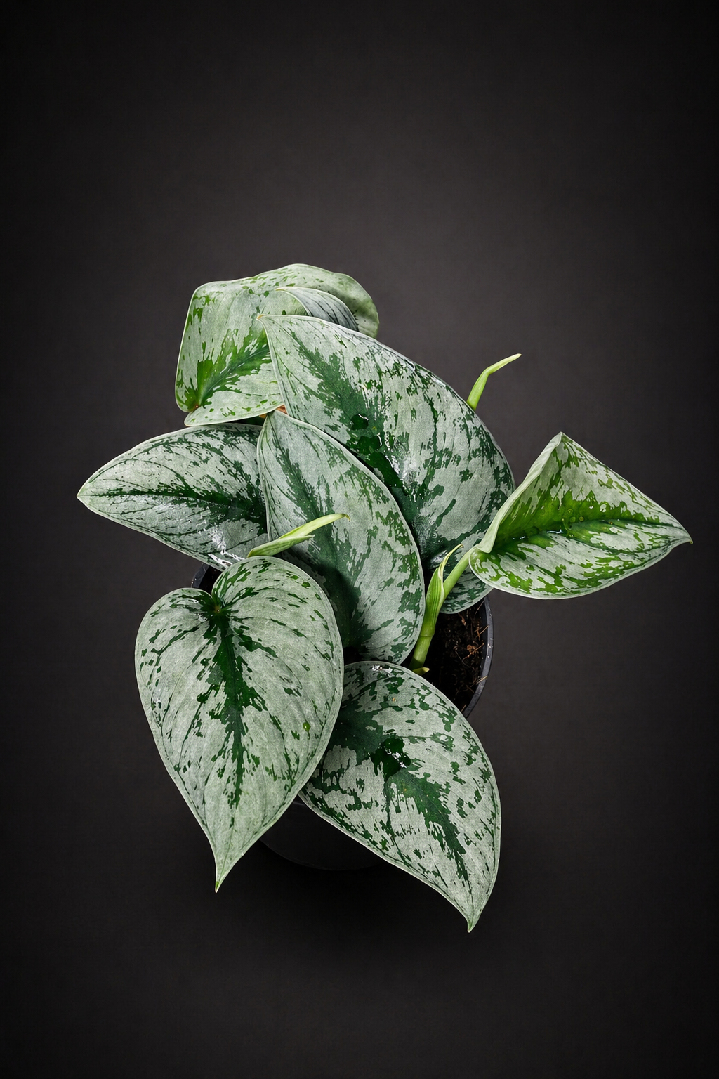 Scindapsus Pictus Trebie