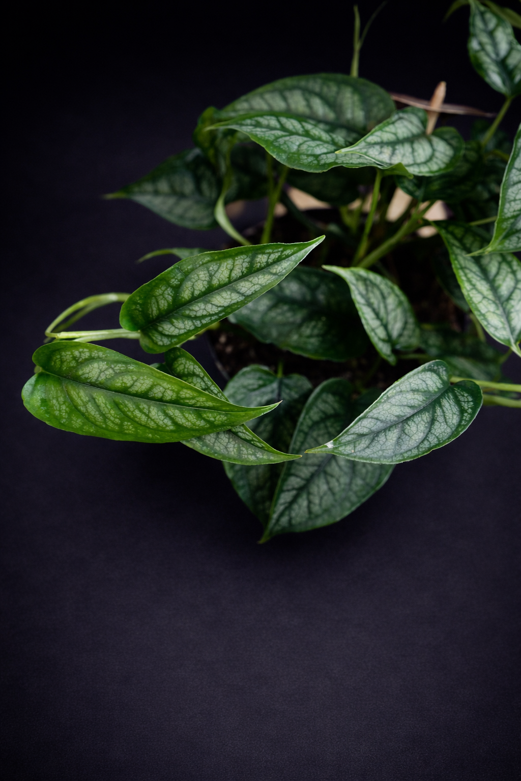 Monstera Siltepecana