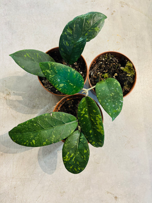 Hoya sp. Aceh Splash