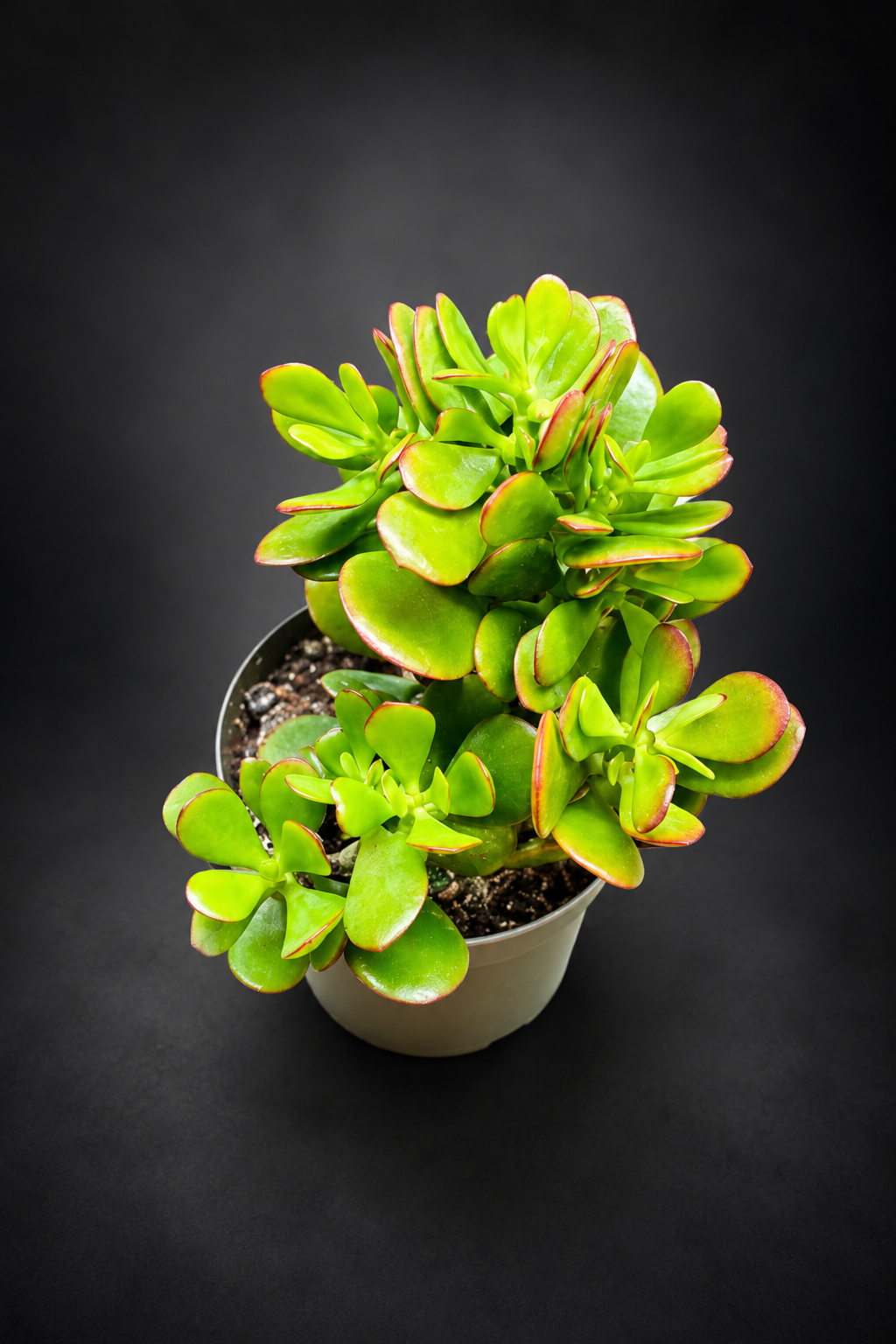 Crassula Ovata Sunset