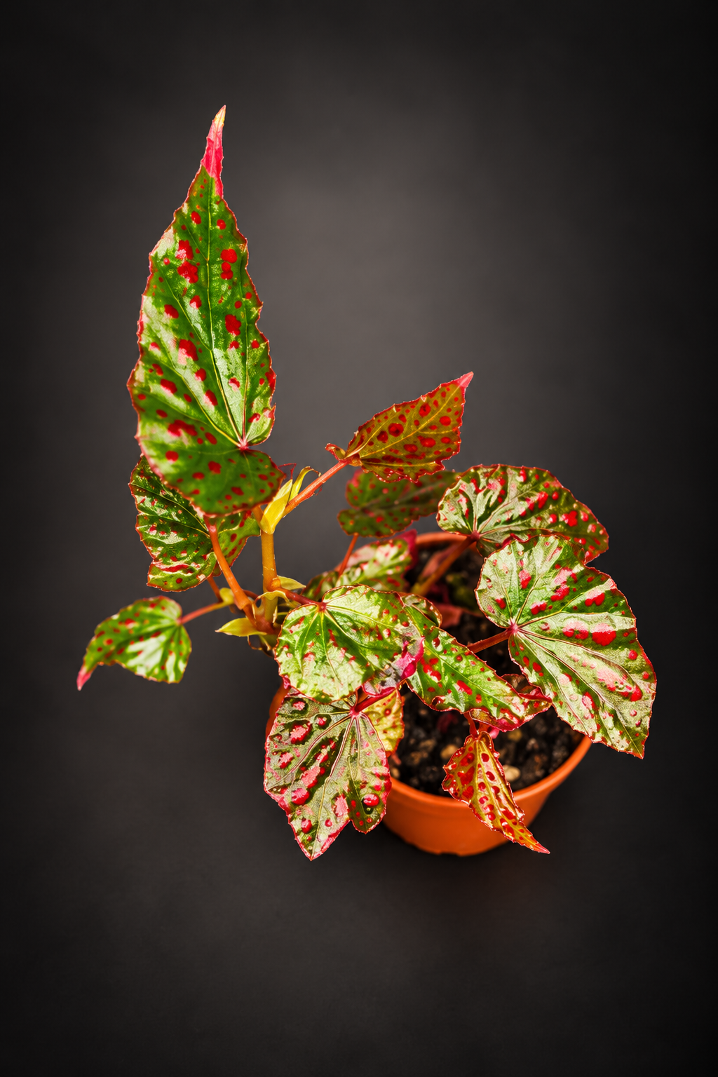 Begonia Pink Lady