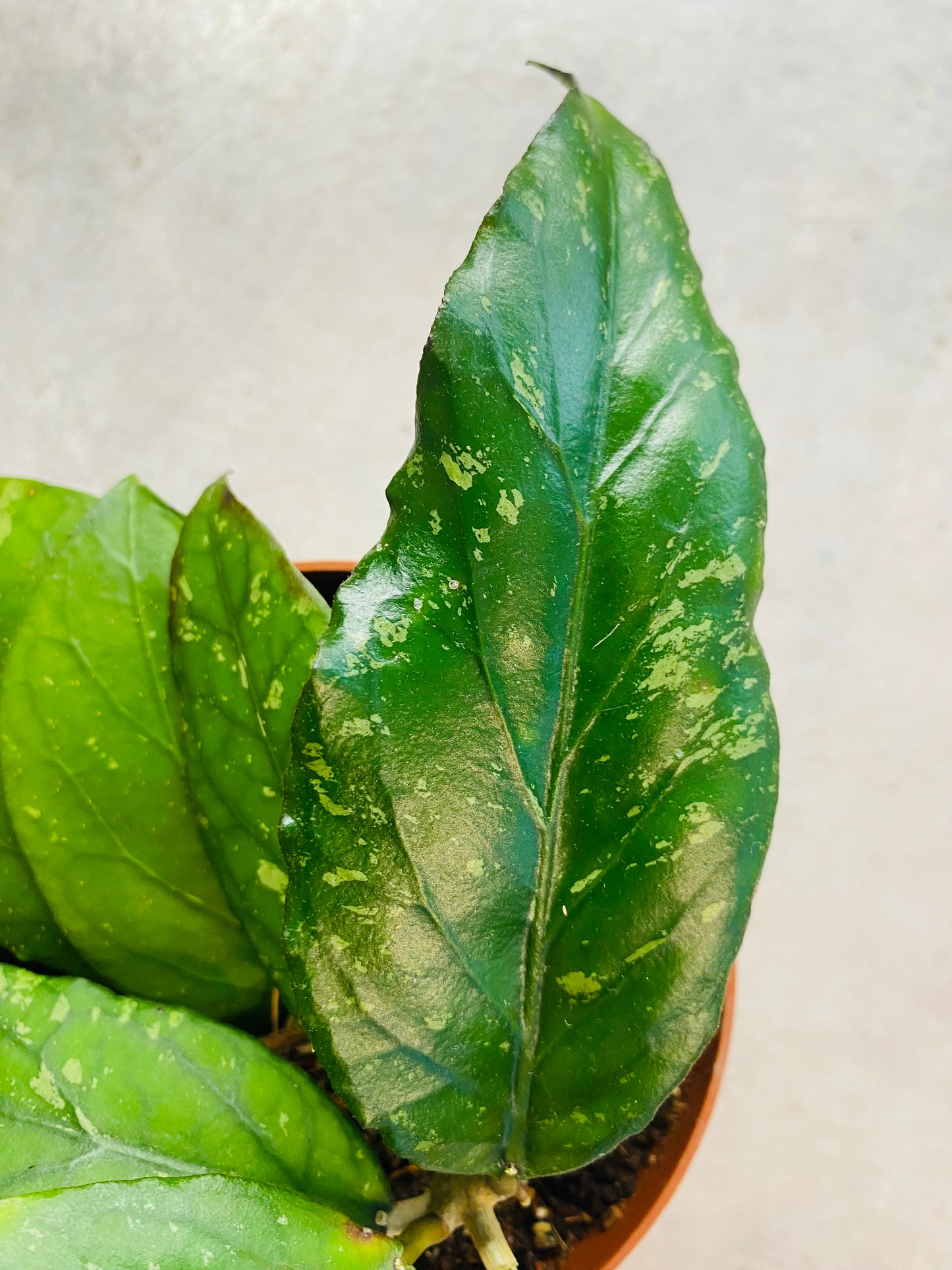 Hoya sp. Gayo