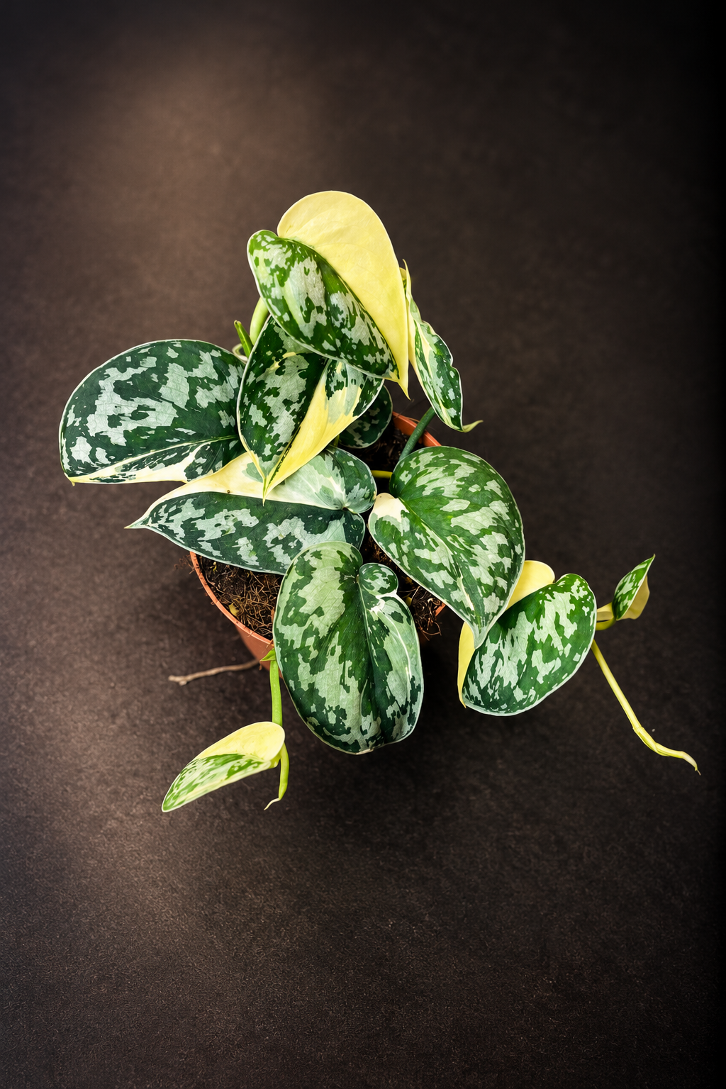 Scindapsus Mayari Variegata - 2