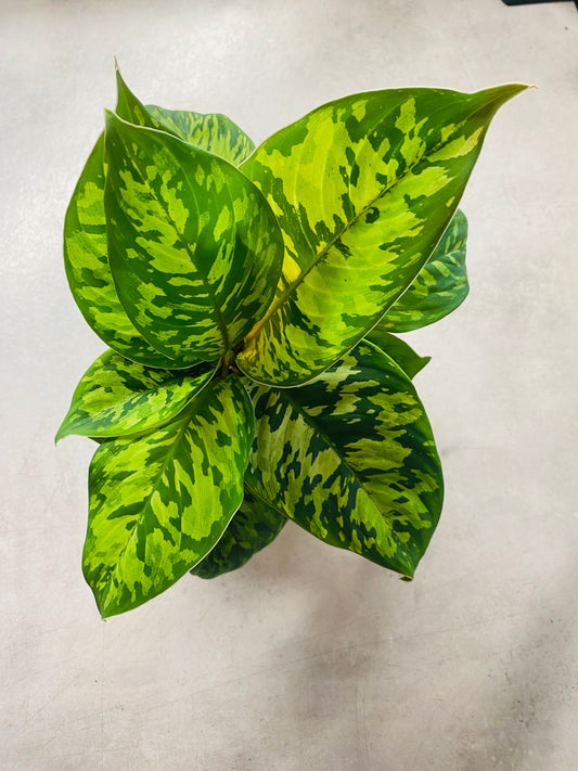 Homalomena Camouflage