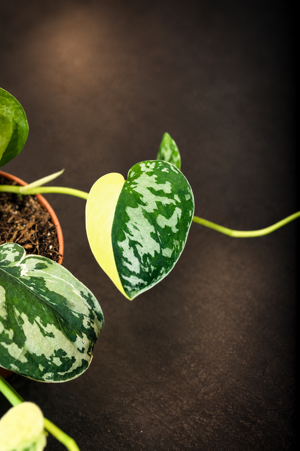 Scindapsus Mayari Variegata - 2