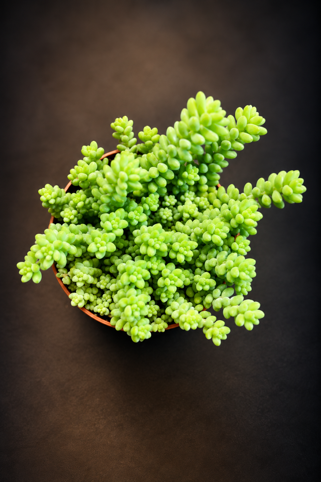 Sedum Burrito