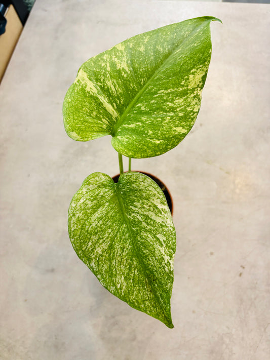 Monstera Mint - 6
