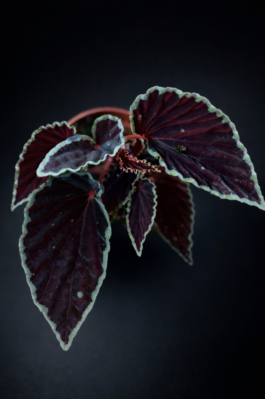 Begonia Darthvaderiana