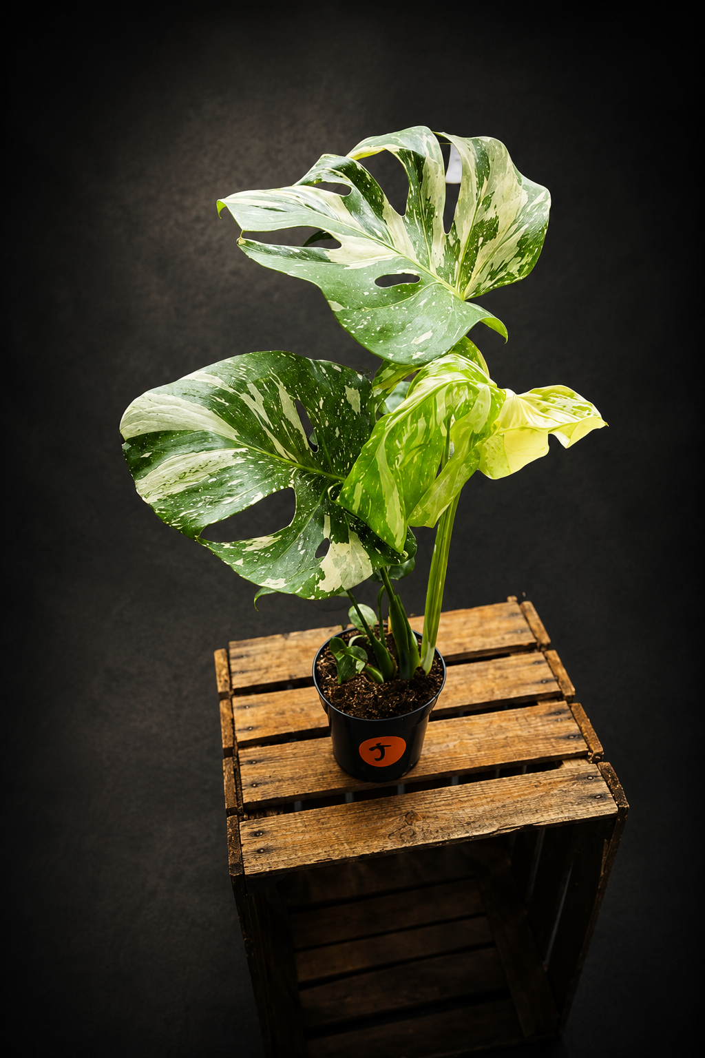 Monstera Thai Constellation - 5