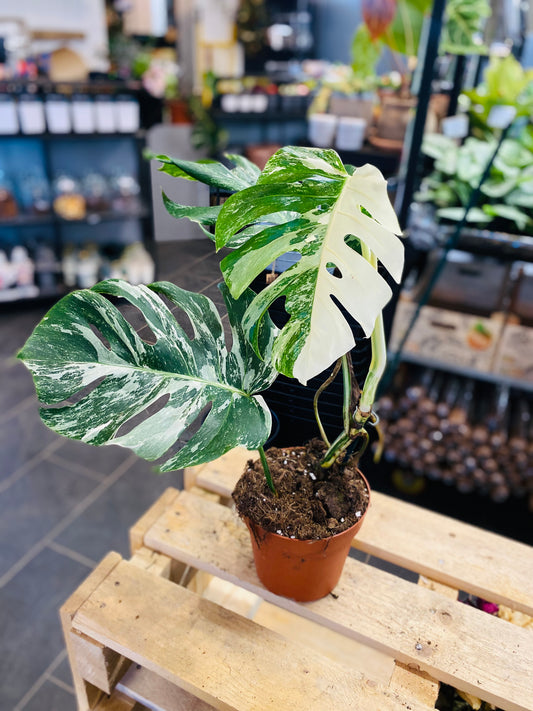 Monstera Variegata - Halfmoon