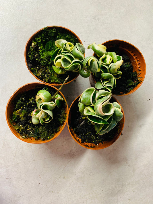 Hoya Carnosa Compacta Variegata