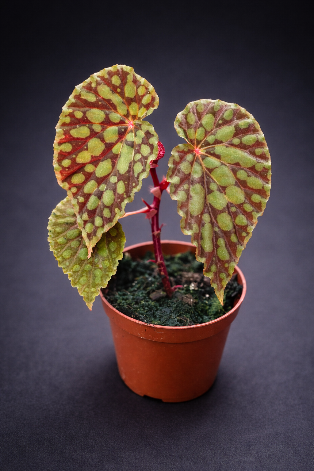 Begonia Chlorosticta