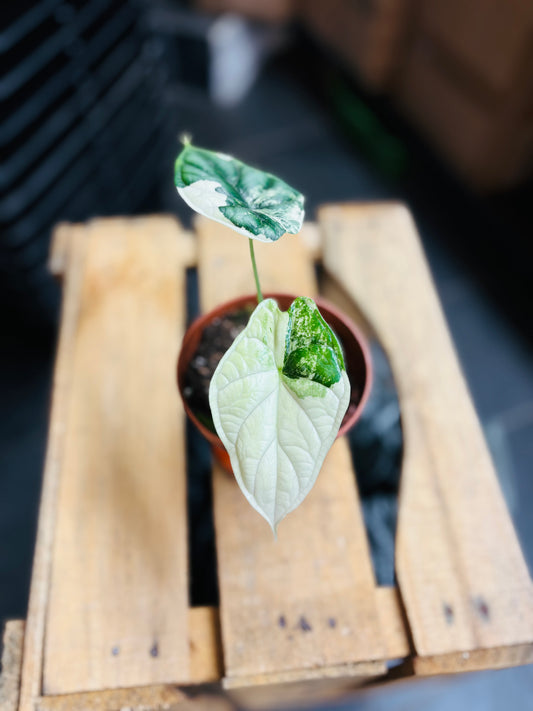 Alocasia Dragon Scale Albo Variegata - 2
